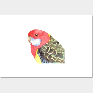 Eastern rosella watercolor - bird portrait painting Posters and Art